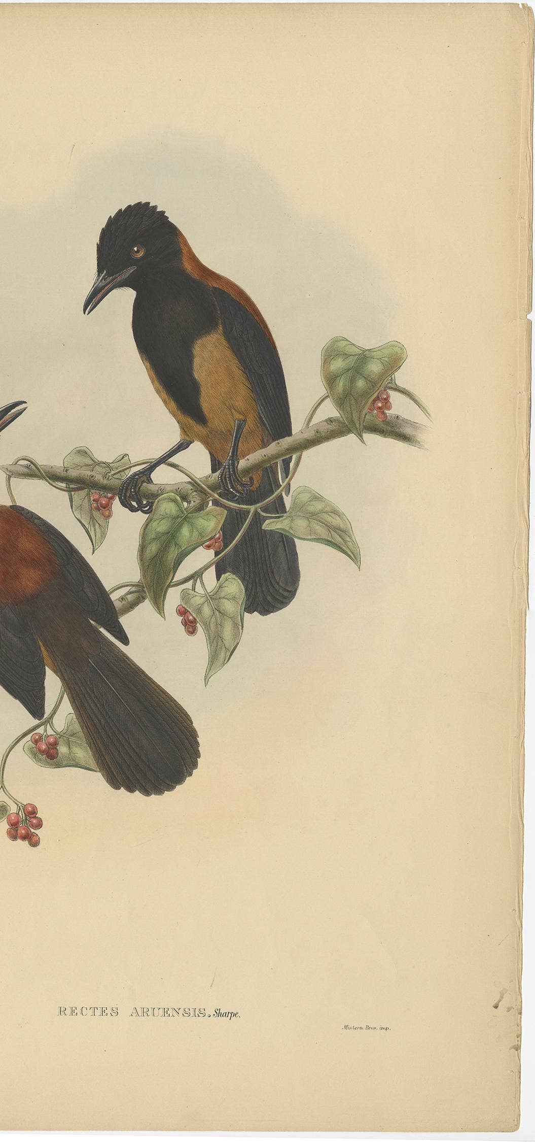 Antique Bird Print of the Aru-Island Wood-Shrike by J. Gould, circa 1875