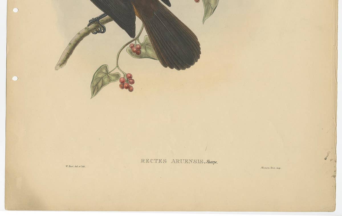 Antique Bird Print of the Aru-Island Wood-Shrike by J. Gould, circa 1875