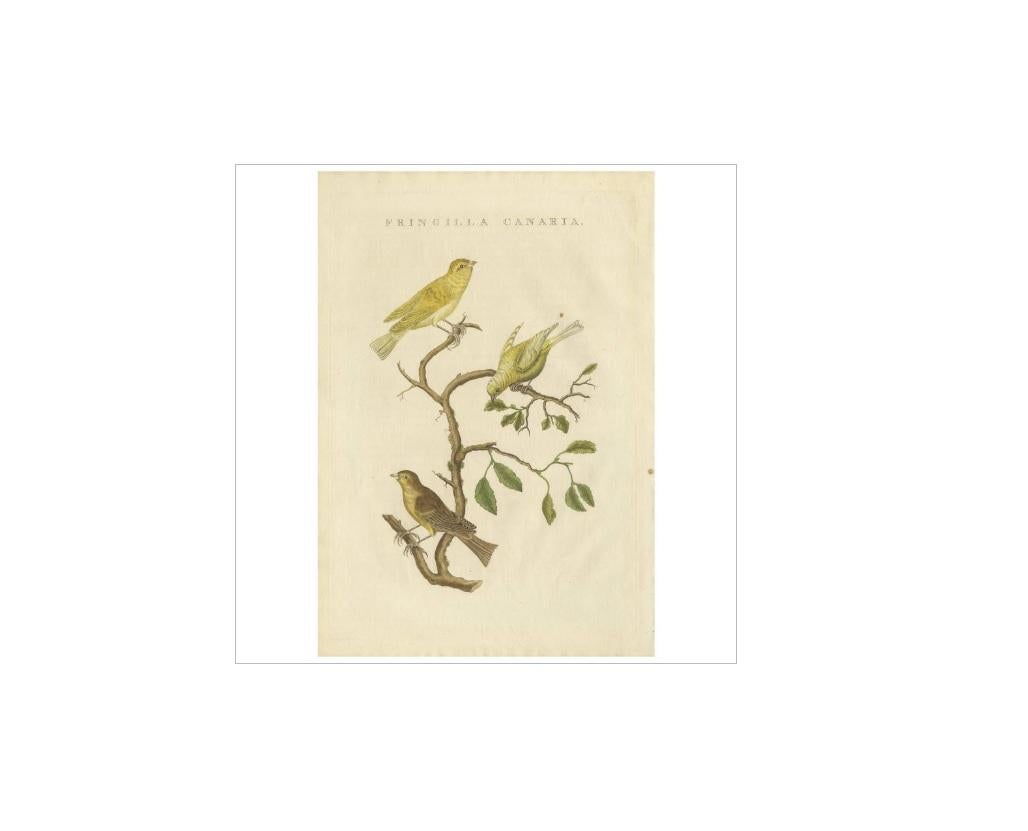 Antique print titled 'Fringilla Canaria'. The Atlantic canary (Serinus canaria), known worldwide simply as the wild canary and also called the island canary, canary, or common canary, is a small passerine bird belonging to the genus Serinus in the