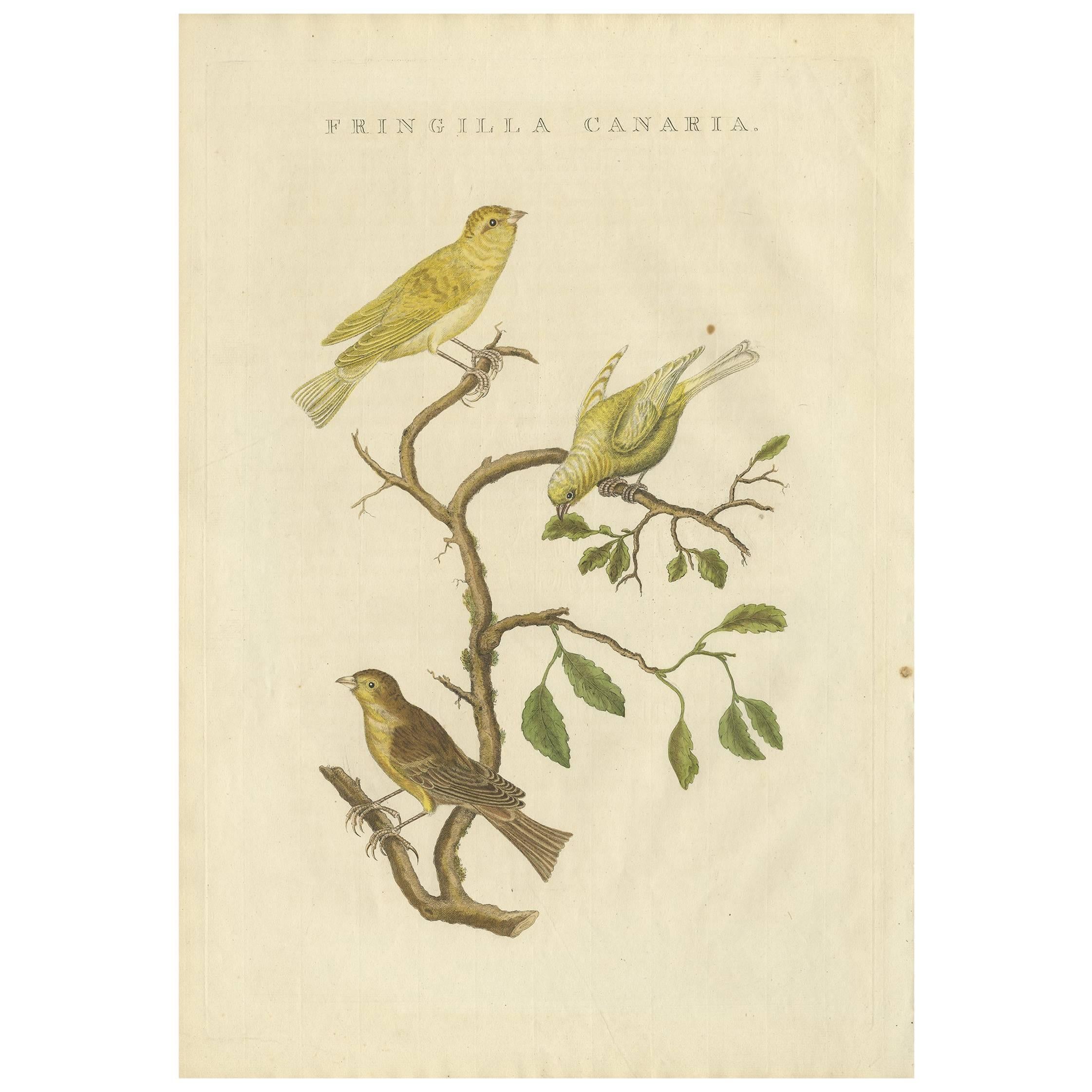 Antique Bird Print of the Atlantic Canary by Sepp & Nozeman, 1829