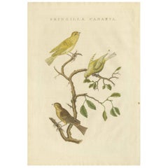 Antique Bird Print of the Atlantic Canary by Sepp 
Nozeman, 1829