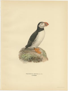 Antique Bird Print of the Atlantic Puffin by Von Wright, 1929