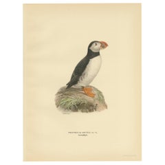 Antique Bird Print of the Atlantic Puffin by Von Wright, 1929