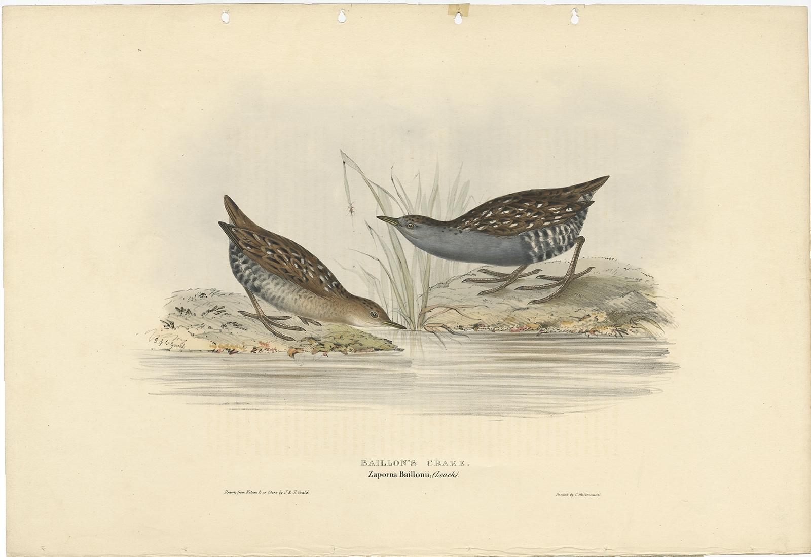 Antique bird print titled 'Baillon's Crake'. 

Old bird print depicting the Baillon's Crake. This print originates from 'Birds of Europe' by J. Gould (1832-1837).

Artists and Engravers: John Gould (1804 - 1881) was an English ornithologist and