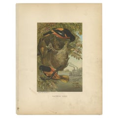 Antique Bird Print of the Baltimore Oriole, 1898