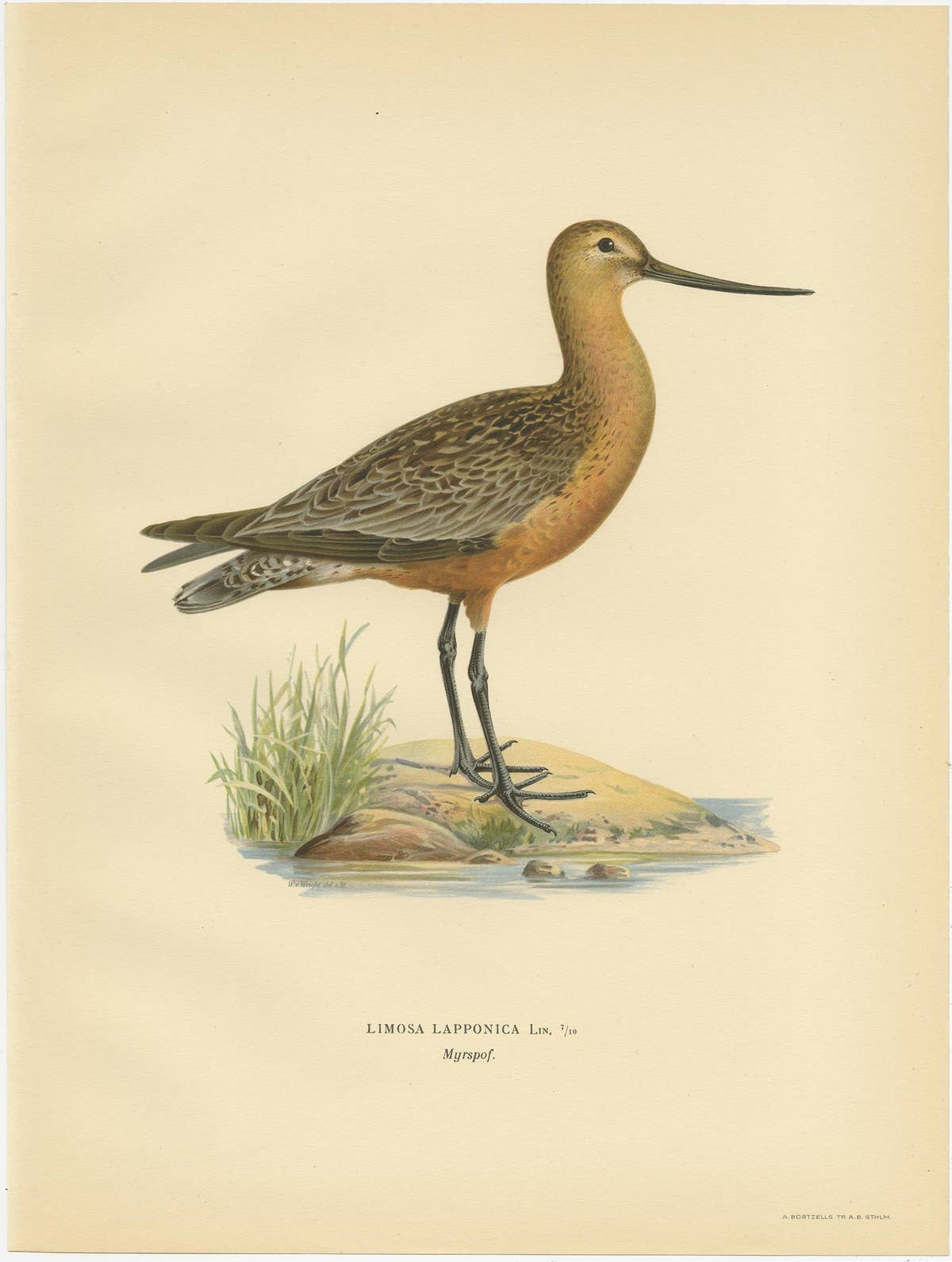 Antique Bird Print of the Bar-Tailed Godwit by Von Wright, 1929