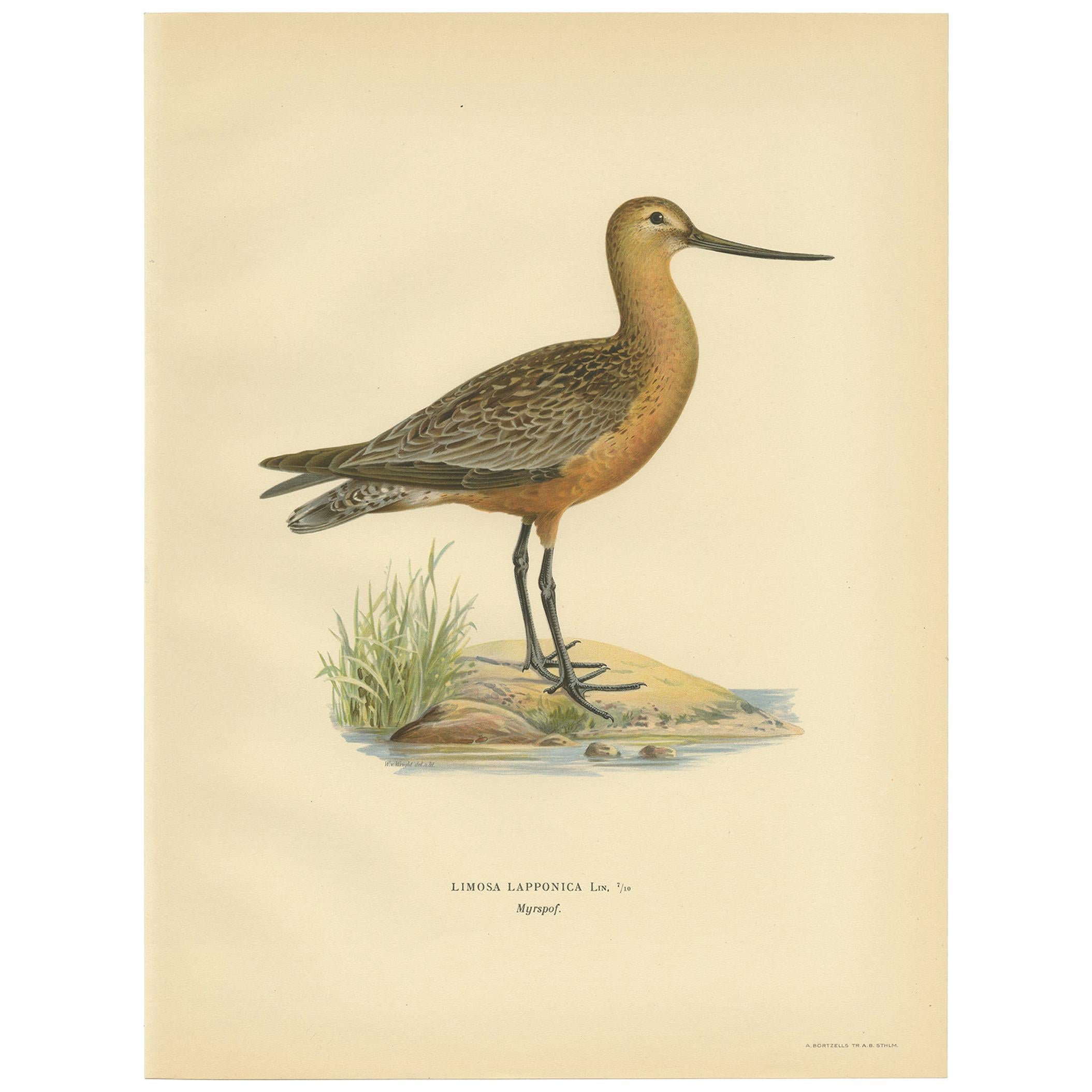 Antique Bird Print of the Bar-Tailed Godwit by Von Wright, 1929
