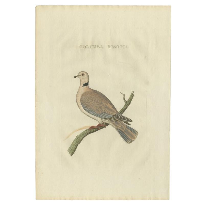 Antique Bird Print of the Barbary Dove by Sepp & Nozeman, 1829 For Sale