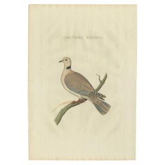 Antique Bird Print of the Barbary Dove by Sepp & Nozeman, 1829