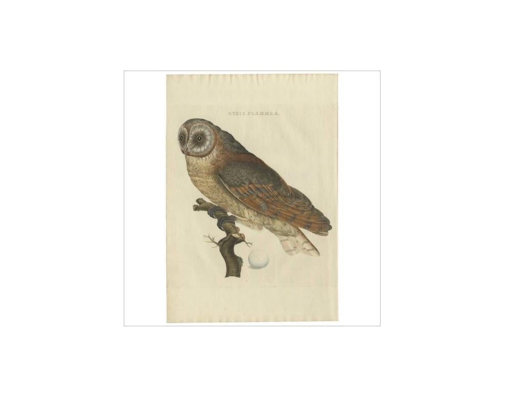Antique print titled 'Strix Flammea'. The barn owl (Tyto alba) is the most widely distributed species of owl and one of the most widespread of all birds. It is also referred to as the common barn owl, to distinguish it from other species in its
