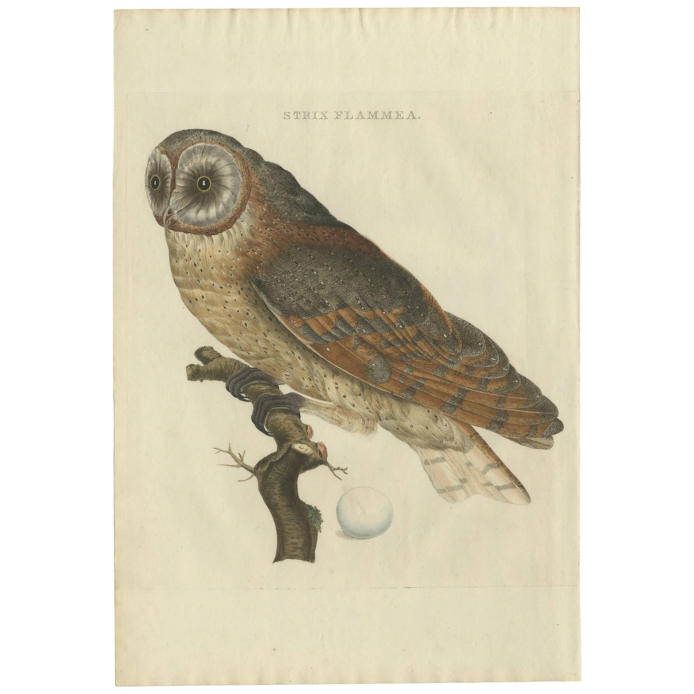 Antiker antiker Vogeldruck der Bauern Eule von Sepp & Nozeman, 1809