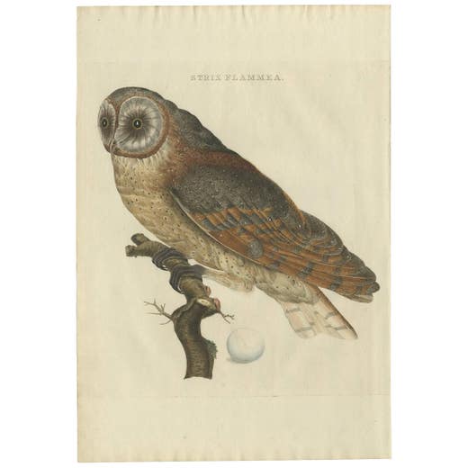 Strix Flammea – Antique Barn Owl Print by Nozeman & Sepp, 1829