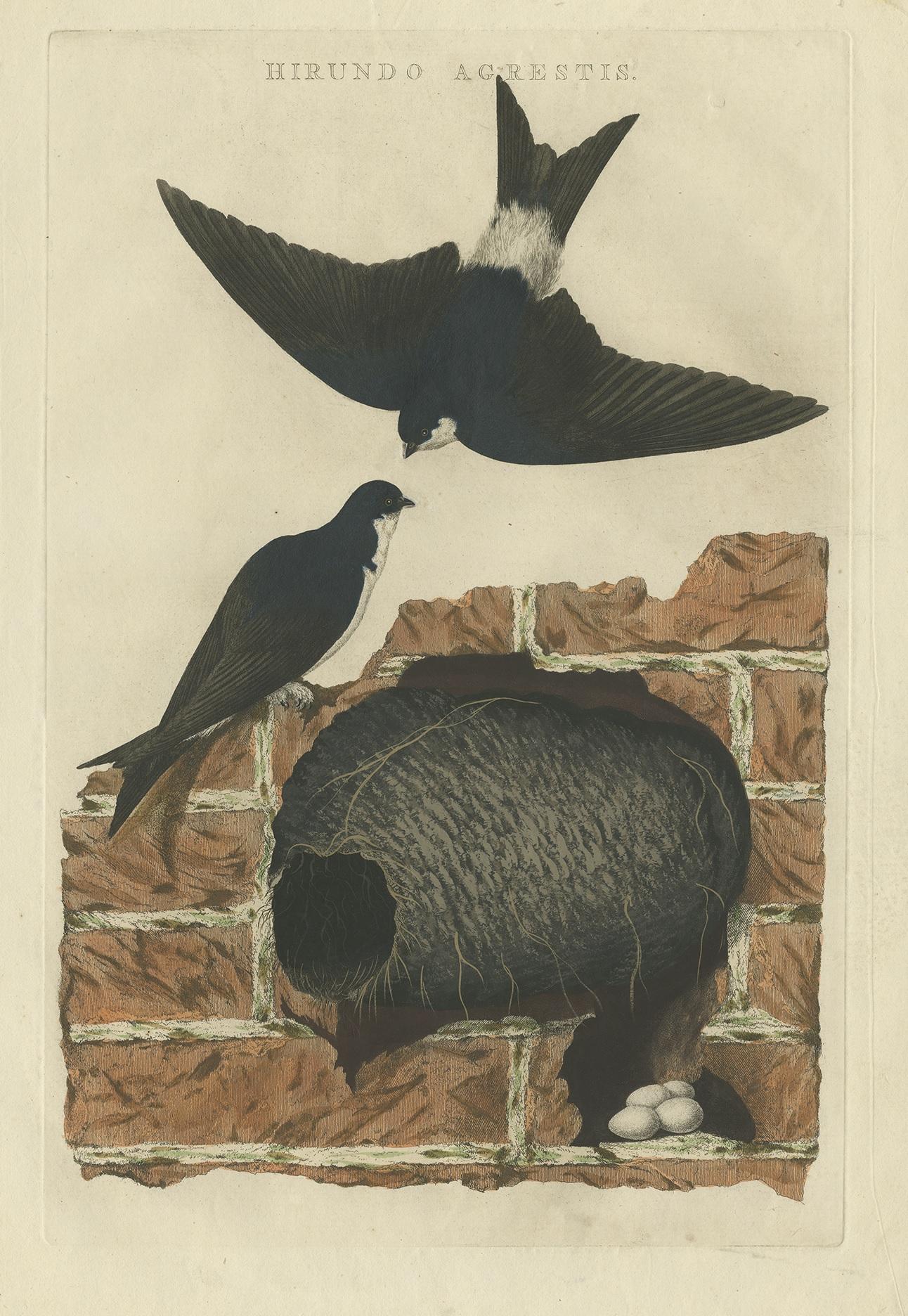 Antique print titled ‘Hirundo Agrestis'. This print depicts the barn swallow with nest and eggs (Dutch: boerenzwaluw). The barn swallow (Hirundo rustica) is the most widespread species of swallow in the world. It is a distinctive passerine bird with