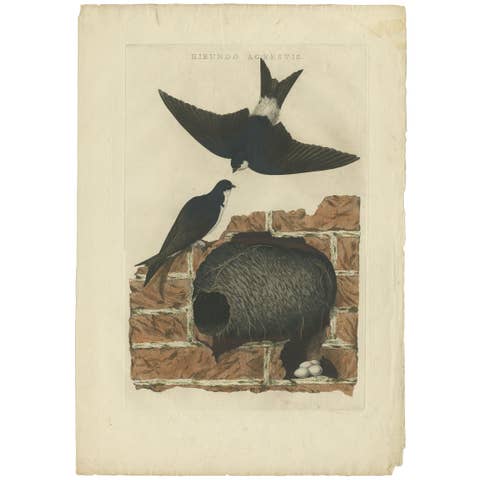 Antique Bird Print of the Barn Swallow by Sepp & Nozeman, 1770