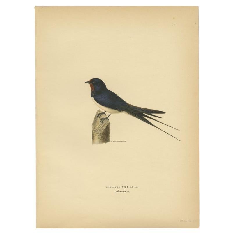 Antiker antiker Vogeldruck des Barn Swallow von Von Wright, 1927