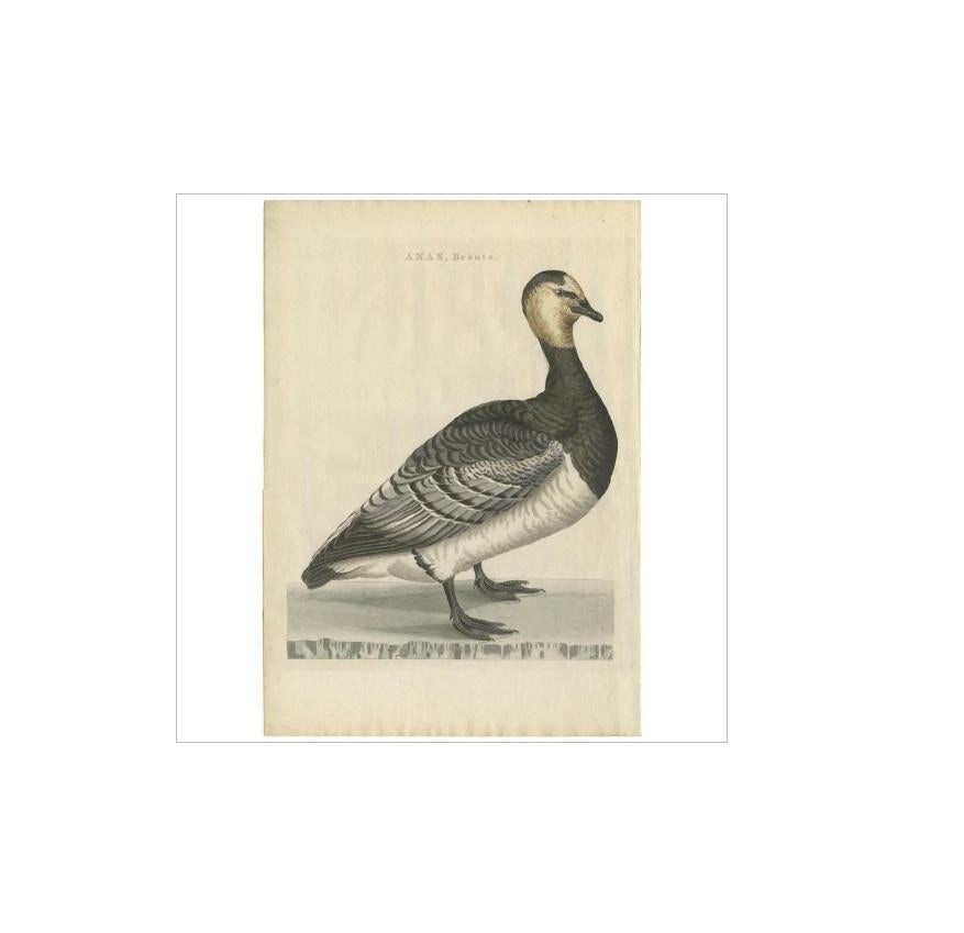 Antique print titled 'Anas, Brenta'. The barnacle goose (Branta leucopsis) belongs to the genus Branta of black geese, which contains species with largely black plumage, distinguishing them from the grey Anser species. Despite its superficial