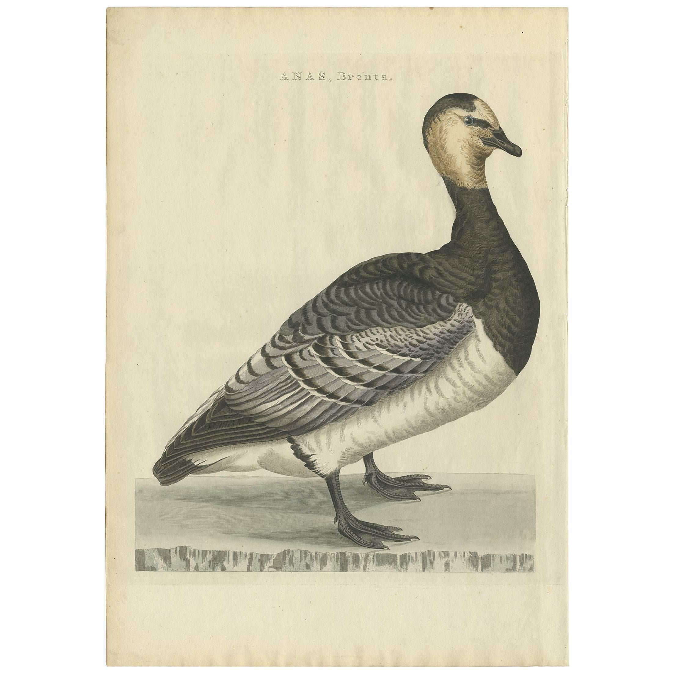 Antiker antiker Vogeldruck der Barnacle-Gose von Sepp & Nozeman, 1797