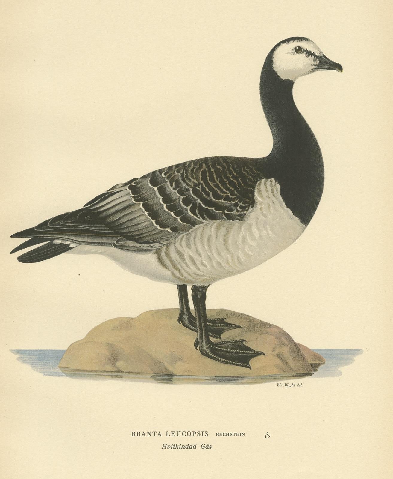 Antique bird print titled 'Branta Leucopsis'. Old bird print depicting the barnacle goose. This print originates from 'Svenska Foglar Efter Naturen Och Pa Stenritade' by Magnus von Wright.