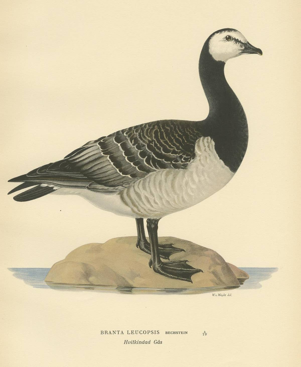 Antique Bird Print of the Barnacle Goose by Von Wright '1929'