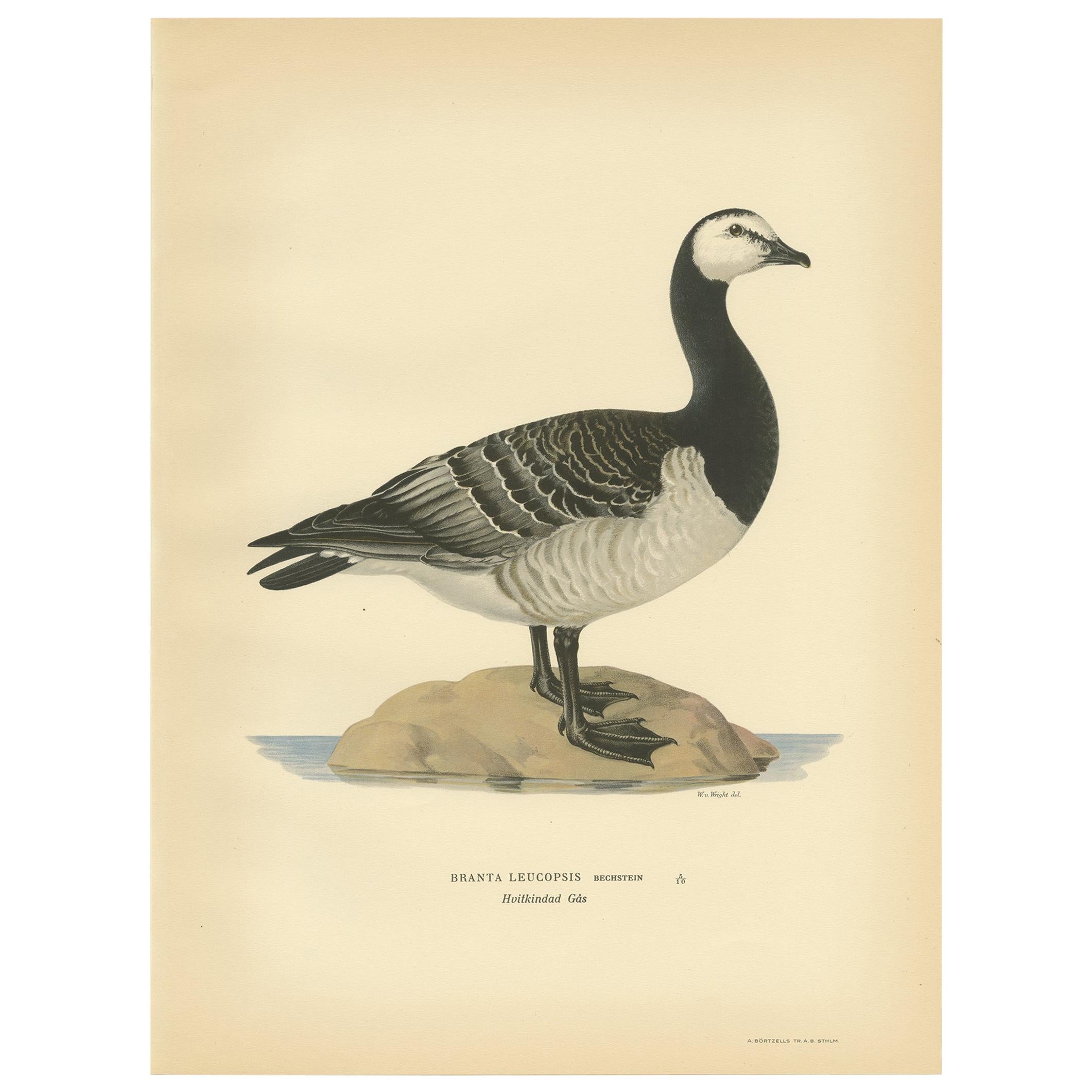 Antique Bird Print of the Barnacle Goose by Von Wright '1929' For Sale