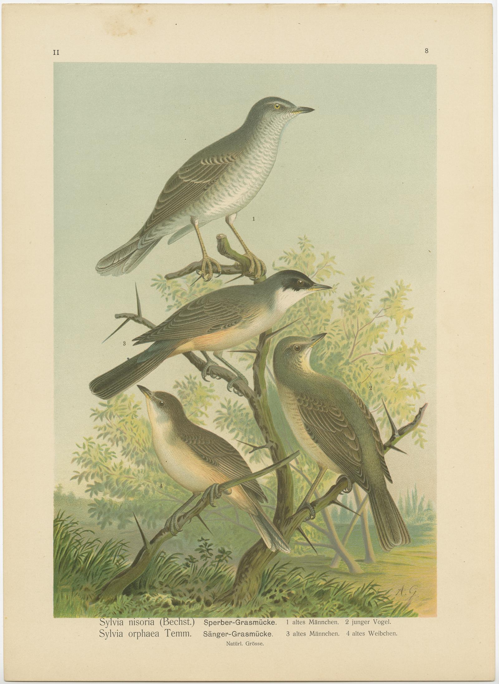 Gravure ancienne d'oiseau intitulée 'Sylvia Antiques & Orphaea - Sperber & Sanger- Grasmücke' . Chromolithographie de la fauvette barrée et de la fauvette orphée de l'Ouest. Cette empreinte provient de J.A. Naturgeschichte der Vögel Mitteleuropas