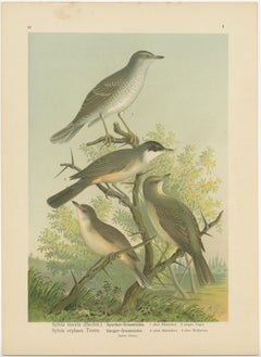 Antique Bird Print of the Barred & Western Orphean Warble by Naumann, circa 1895
