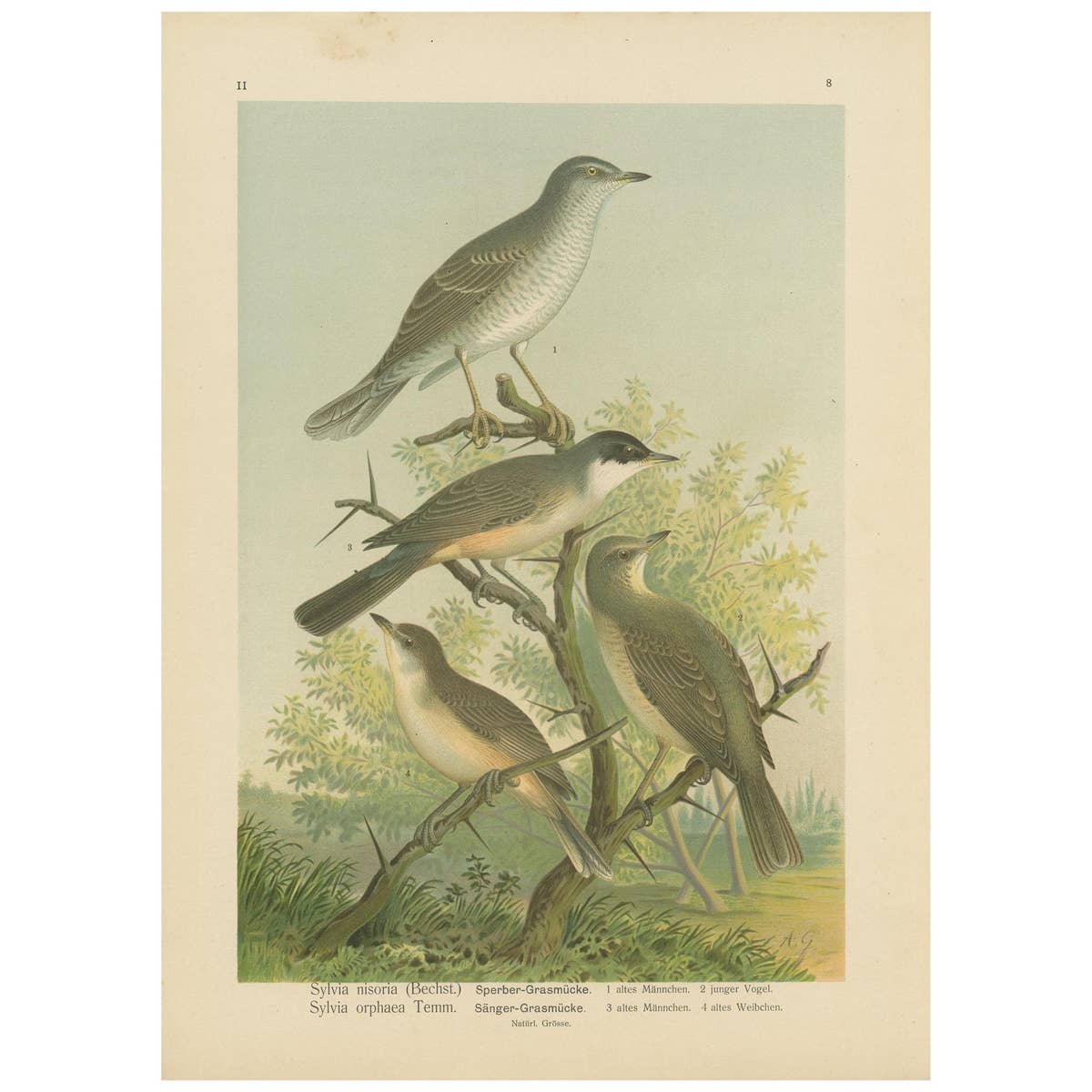 Antique Bird Print of the Barred & Western Orphean Warble by Naumann, circa 1895