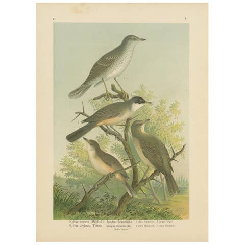 Antique Bird Print of the Barred & Western Orphean Warble by Naumann, circa 1895