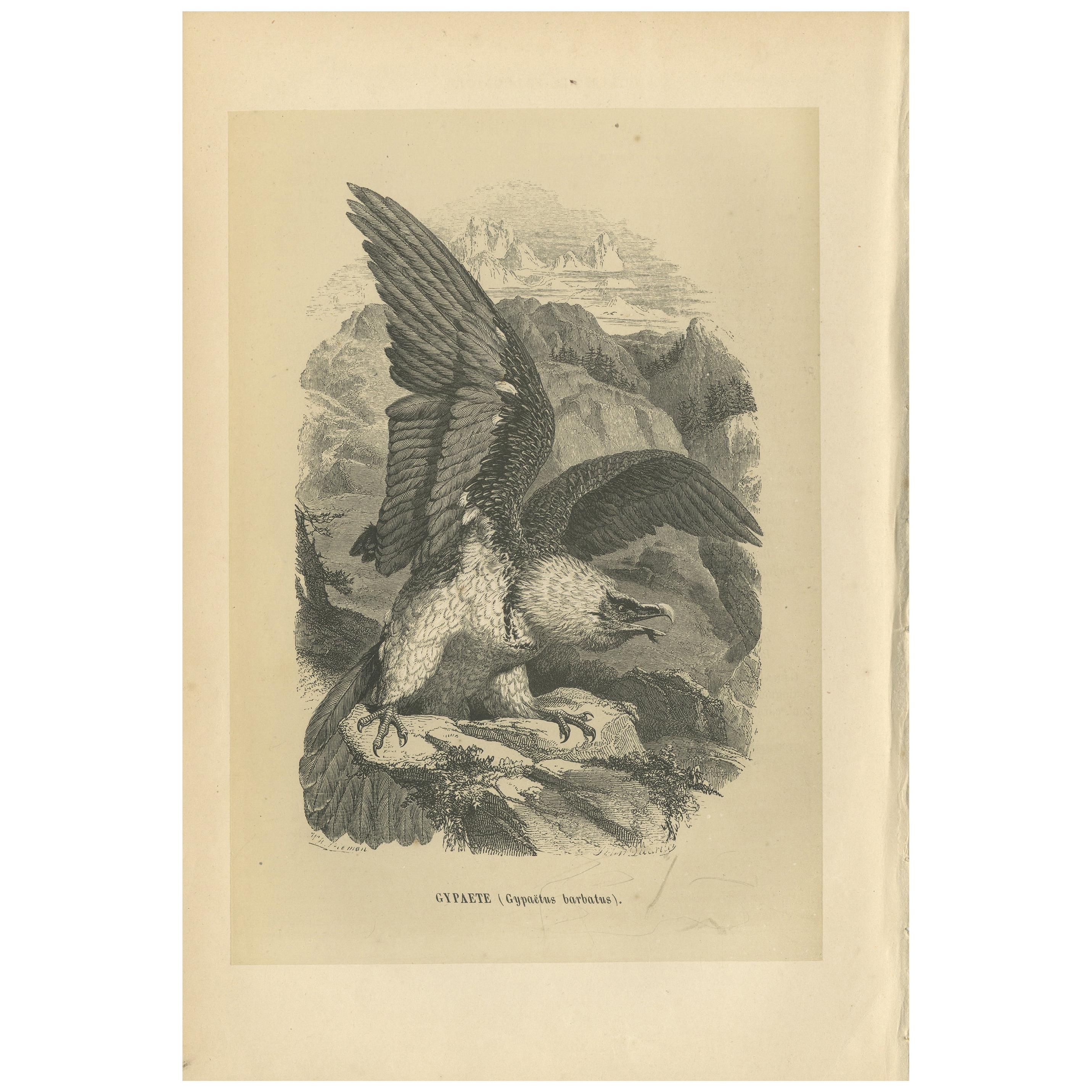 Impression ancienne d'oiseau de vulture barbue, 1853