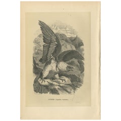 Antiker antiker Vogeldruck der gebürsteten Vultur, 1853