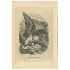 Impression ancienne d'oiseau de vulture barbue, 1853