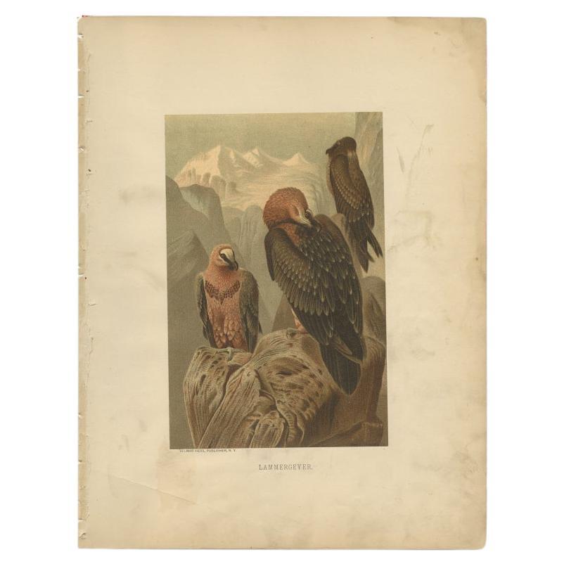 Antique Bird Print of the Bearded Vulture by Prang, 1898 For Sale