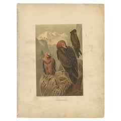 Stampa antica dell'avvoltoio barbuto di Prang, 1898
