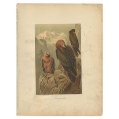 Antique Bird Print of the Bearded Vulture by Prang, 1898