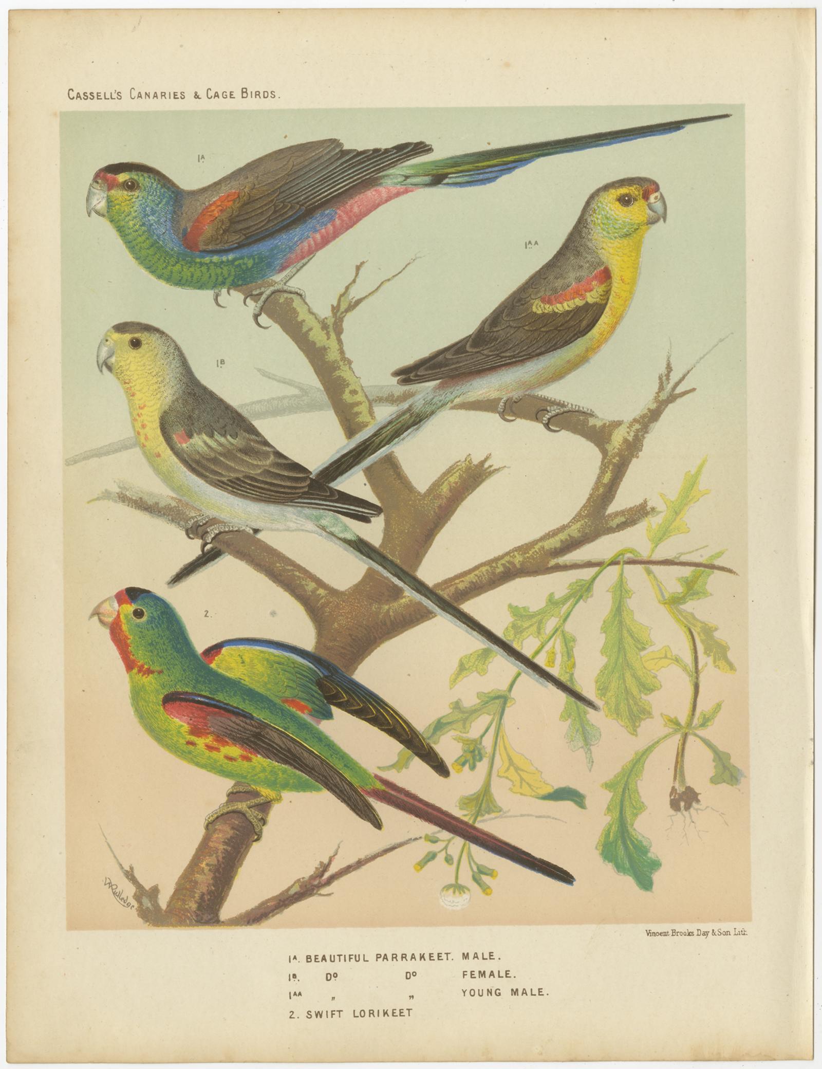 Antique bird print titled '1. Beautiful Parrakeet Male 2. Swift Lirikeet' Old bird print depicting the Beautiful Parakeet, Swift parrot. This print originates from: 'Illustrated book of canaries and cage-birds' by W. A. Blackston, W. Swaysland and