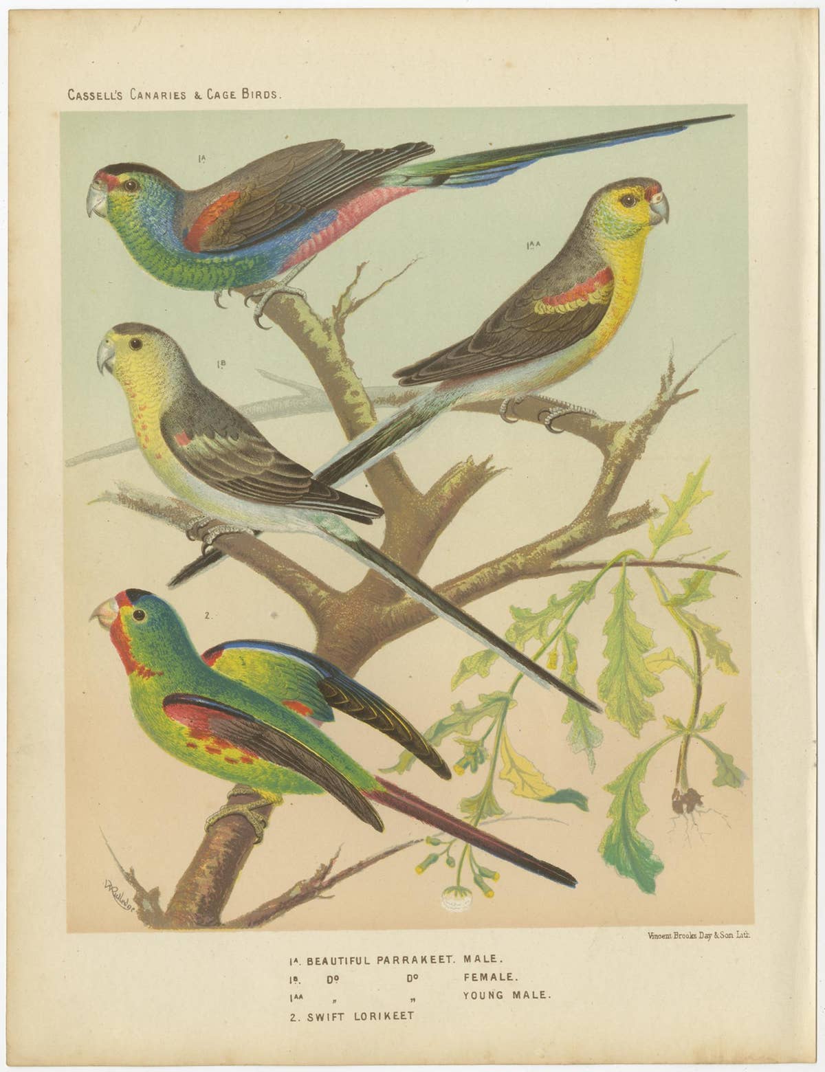 Antique Bird Print of the Beautiful Parakeet, Swift Parrot, circa 1880