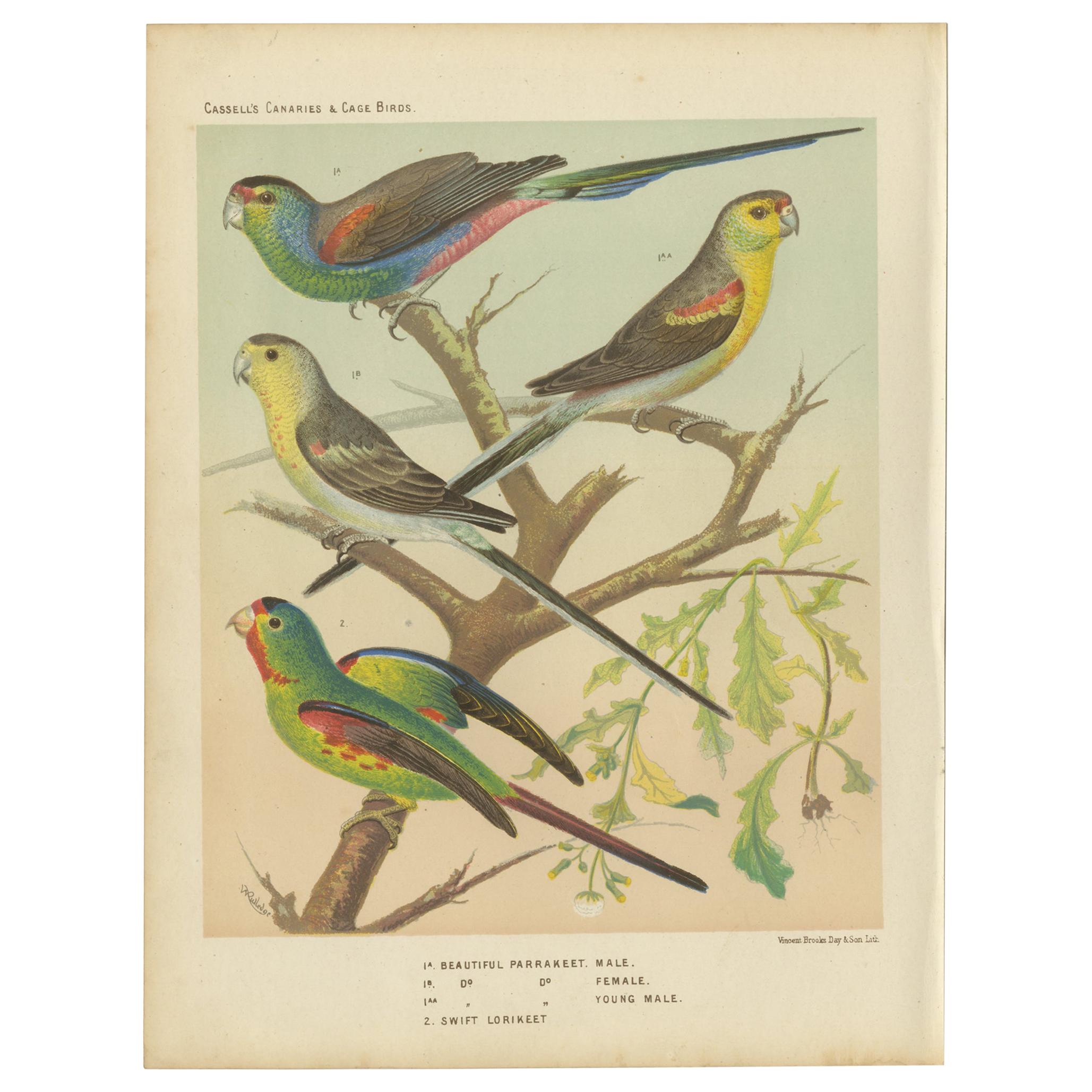 Antique Bird Print of the Beautiful Parakeet, Swift Parrot, circa 1880 For Sale