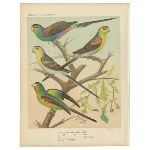 Antique Bird Print of the Beautiful Parakeet, Swift Parrot, circa 1880