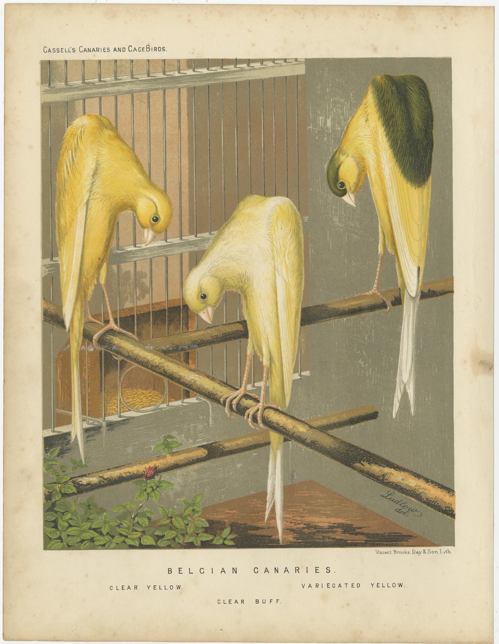 Antiker Vogeldruck mit dem Titel 'Belcian Canaries 1. Klares Gelb 2. Variecated Gelb 3. Clear Buff' Alter Vogeldruck, der die Kanarienvögel Clear Yellow, Variecated Yellow und Clear Buff darstellt. Dieser Druck stammt aus: 'Illustrated book of