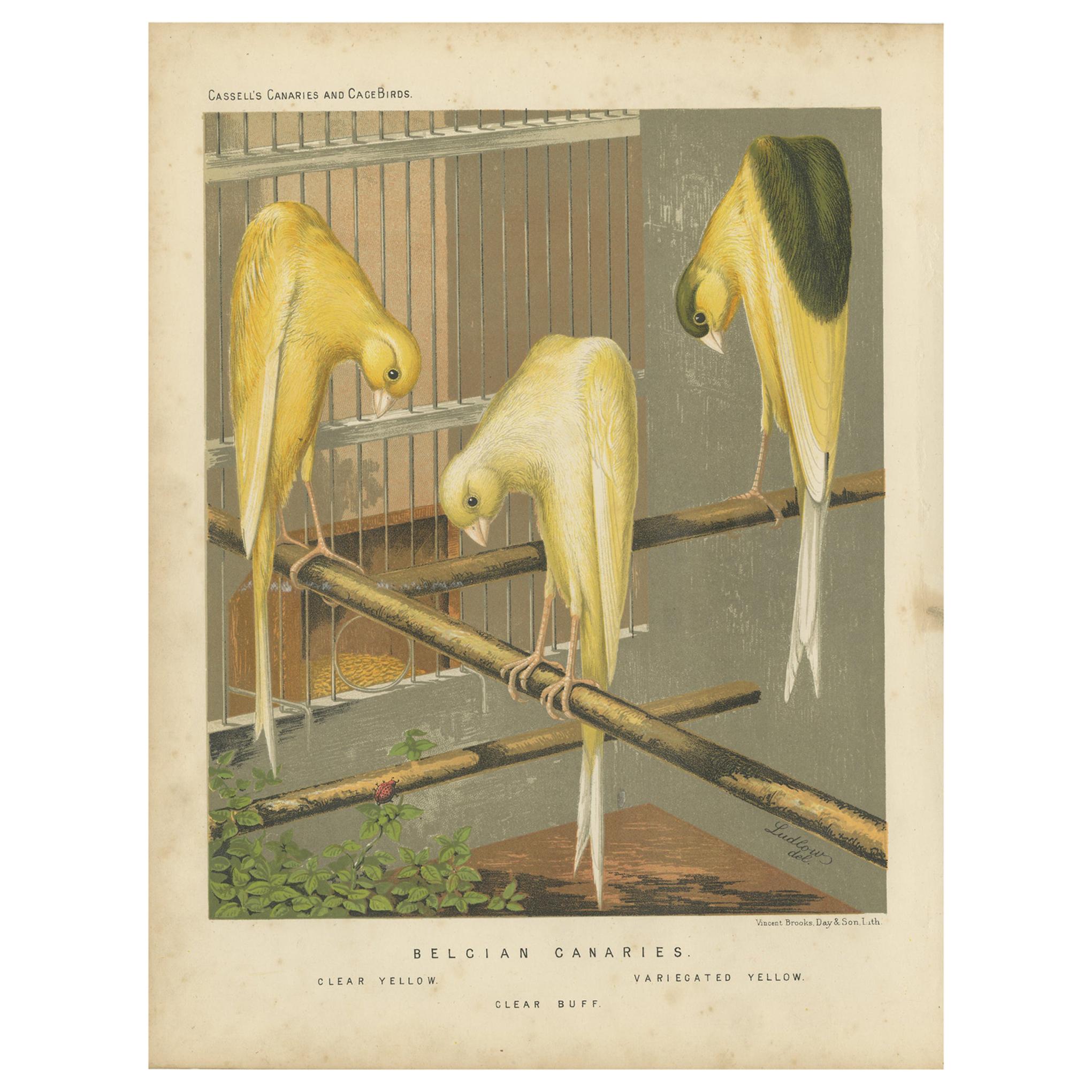 Antiker antiker Vogeldruck der Belzianischen Kanarien, um 1880