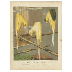 Stampa antica di uccelli dei Canarini di Belgrado, "circa 1880".