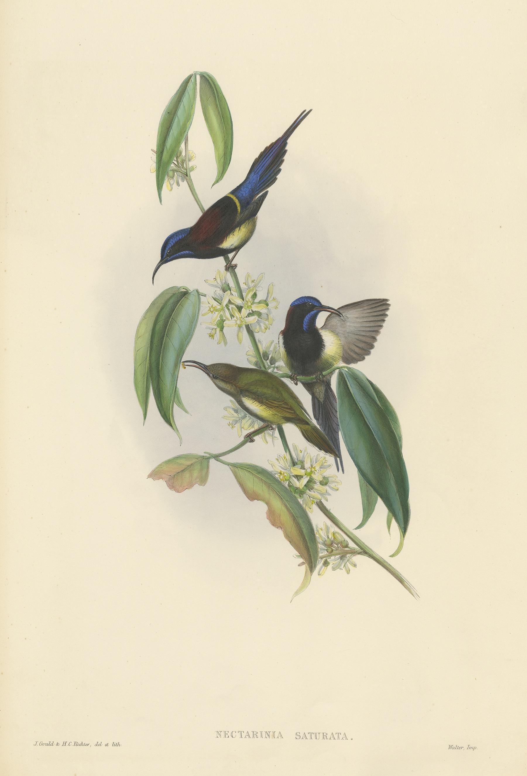 Antiker Vogeldruck mit dem Titel 'Nectarinia Saturata'. Original-Lithografie des Schwarzbrust-Sonnenvogels. Dieser Druck stammt aus 