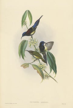 Stampa antica di Uccelli del merlo nero di Gould, 1850 circa