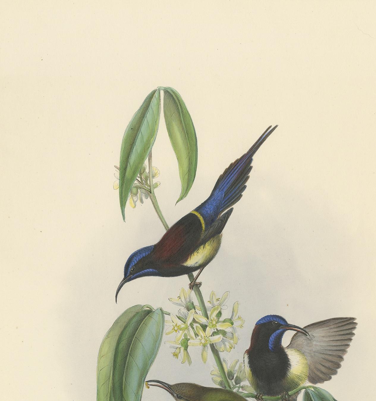 Antiker antiker Vogeldruck des schwarz geflügelten Sonnenvogels von Gould, um 1850 im Zustand „Gut“ im Angebot in Langweer, NL