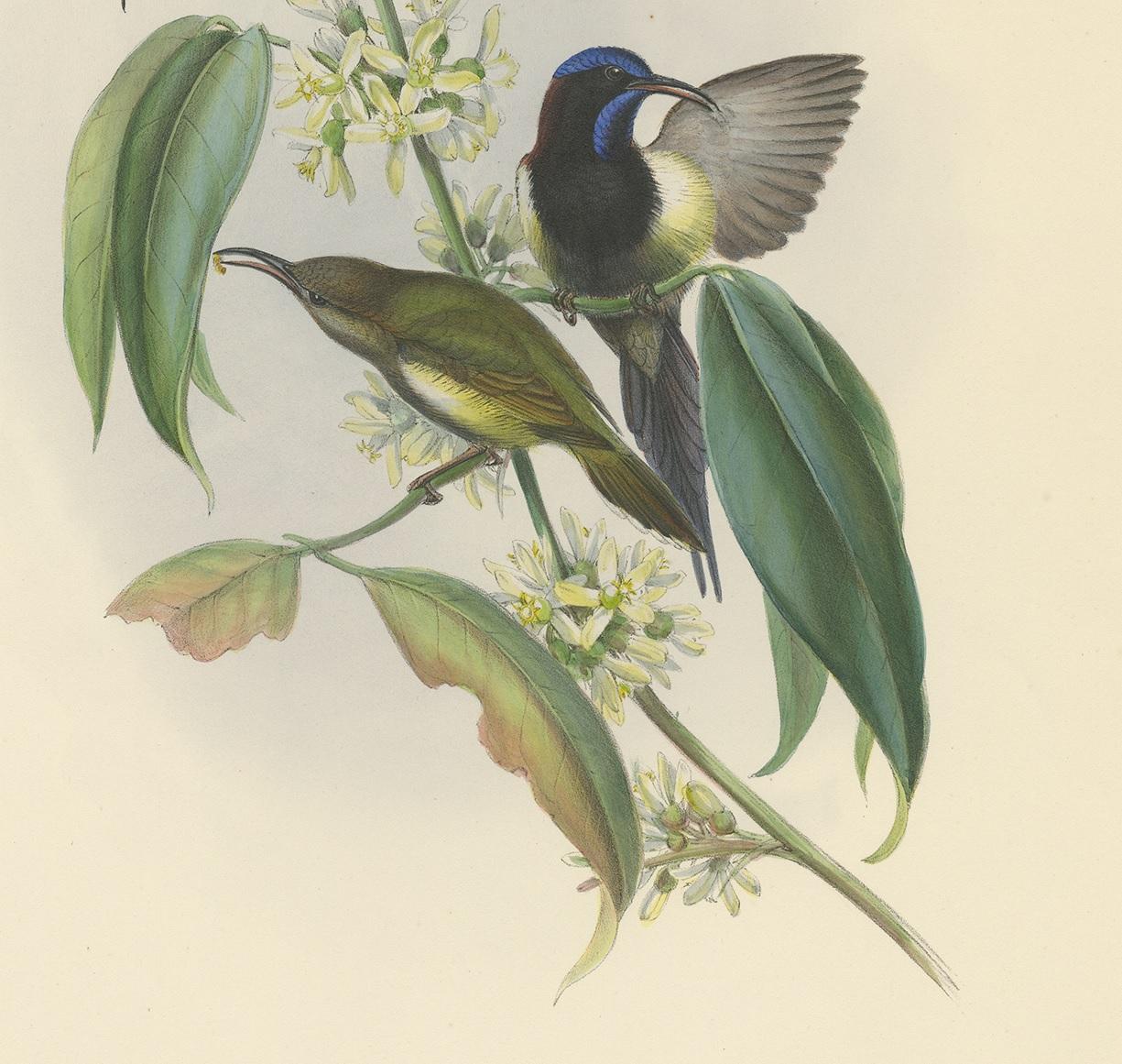 19th Century Antique Bird Print of the Black-Breasted Sunbird by Gould, circa 1850 For Sale