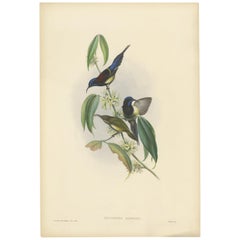 Impression ancienne d'oiseau de l'oiseau oiseau à plumes noires par Gould, datant d'environ 1850
