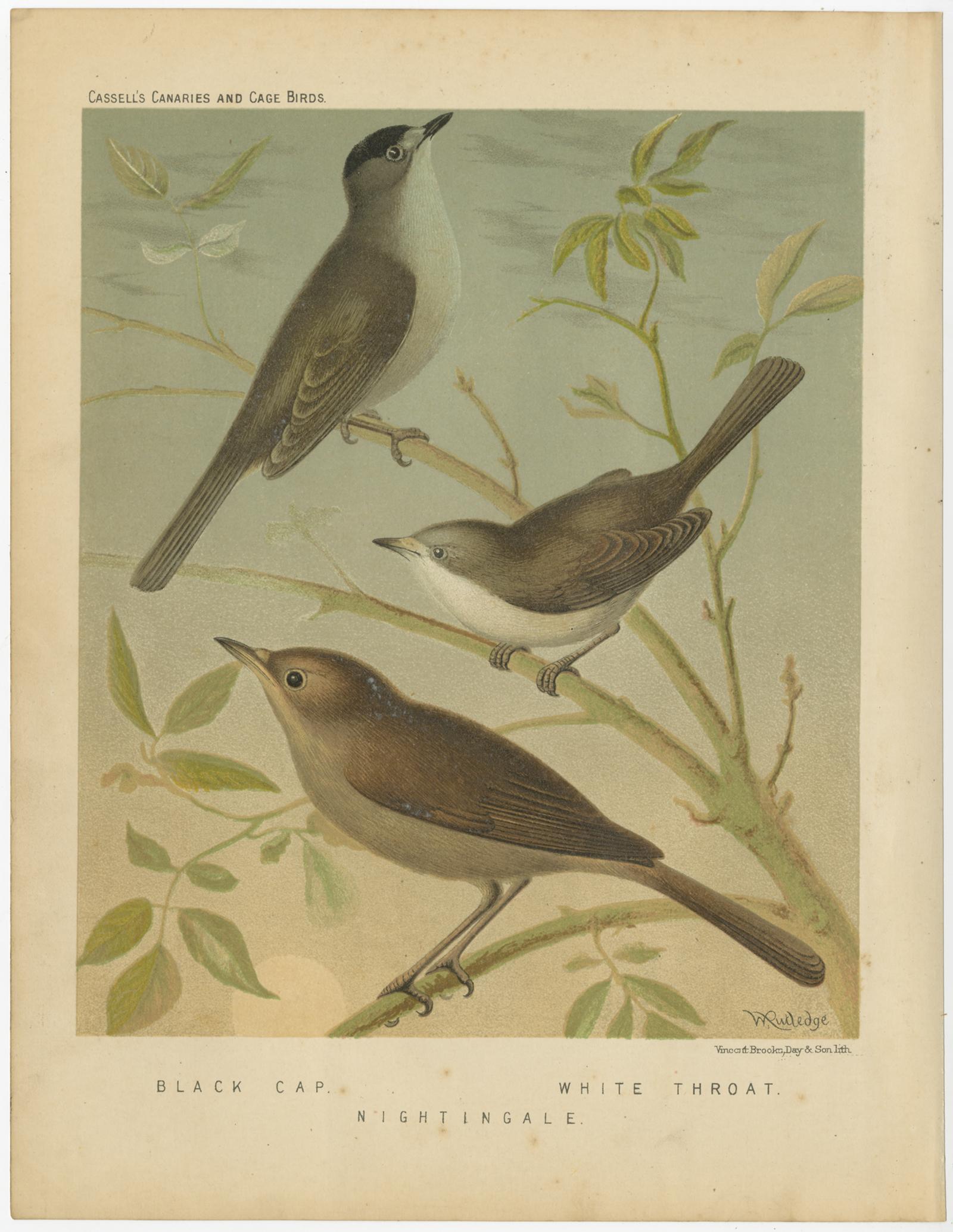 Antique bird print titled '1. Black Cap 2. White Throat 3. Nightingale' Old bird print depicting the Black Cap, White Throat, Nightingale. This print originates from: 'Illustrated book of canaries and cage-birds' by W. A. Blackston, W. Swaysland and