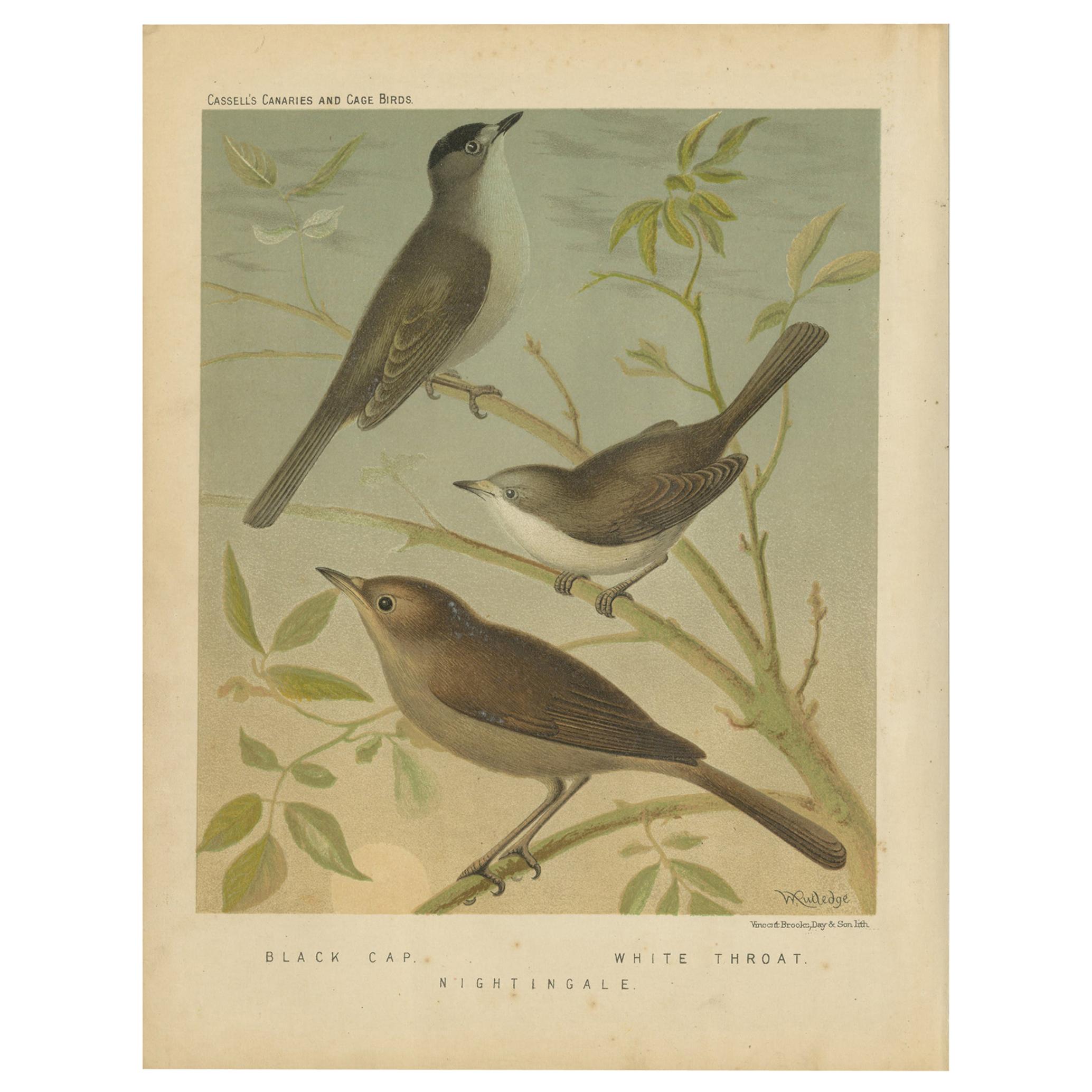Impression ancienne d'oiseau de casque noir, de flambeau blanc et de Nightingale, vers 1880