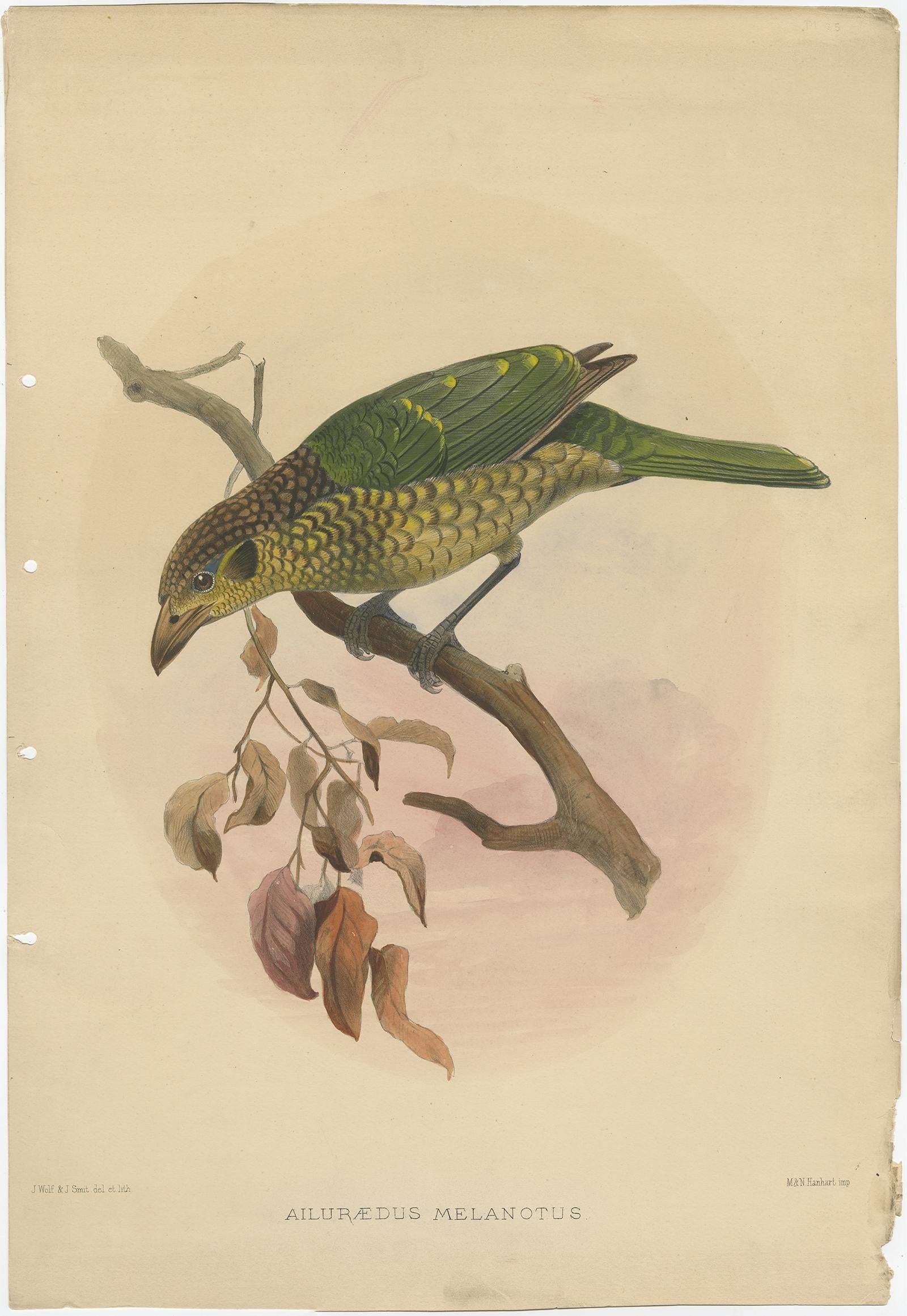 Antique bird print titled 'Ailuraedus Melanotus'. 

This print depicts the Black-Cheek Cat Bird. Originates from 'A Monograph of the Paradiseidae, or Birds of Paradise'. 

This spectacular large folio lithograph is from Daniel Giraud Elliot's The