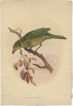 Antique Bird Print of the Black-Cheek Cat Bird by Elliot, c.1873